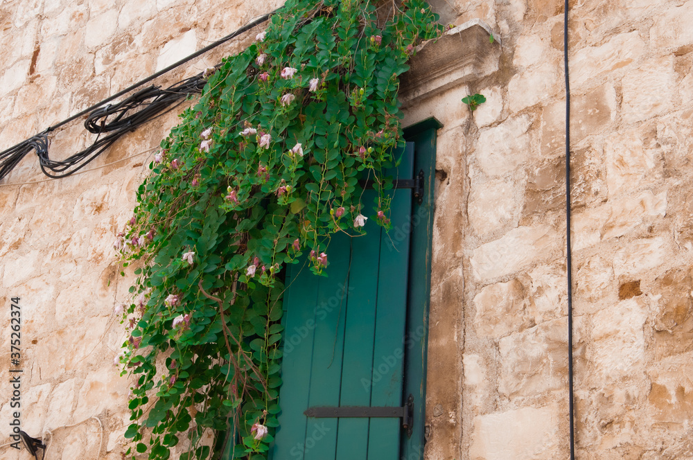 Kapar ciernisty Capparis spinosa roślina śródziemnomorska porastająca ściany i okno starego miasta w Trogirze. Charakterystyczne drobne listki z różowymi kwiatostanami, owoce jadalne. Pnącze chorwacki - obrazy, fototapety, plakaty 