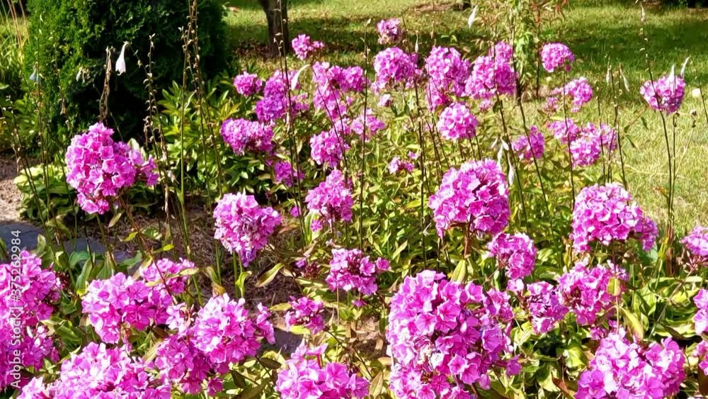 A colony of pink Sheep Laurel flowers growing in the park, moved by a weak wind in the summer sun A colony of pink Sheep Laurel flowers growing in the park, moved by a weak wind in the summer sun