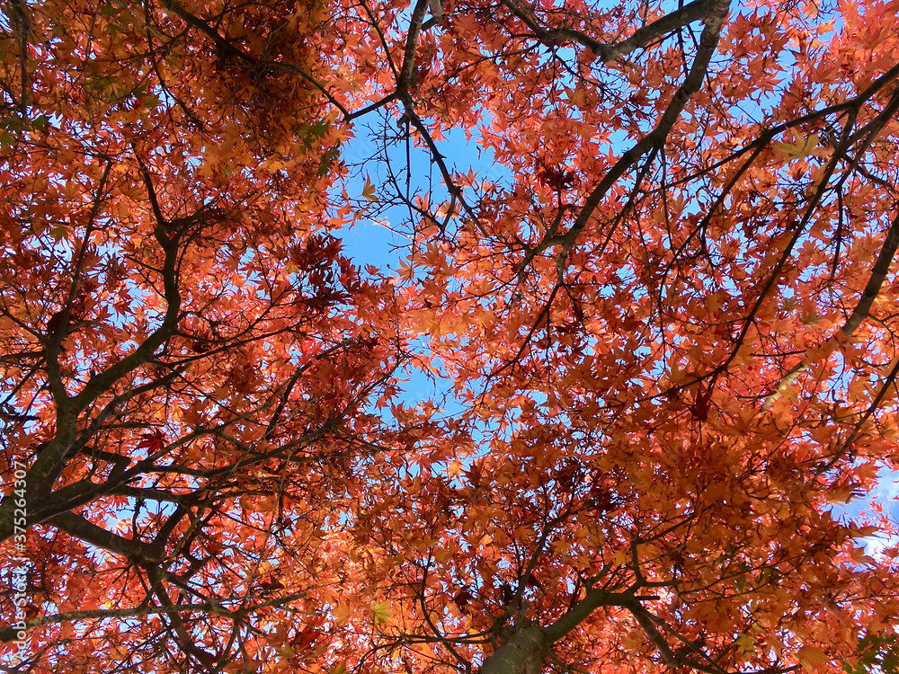 Looking up at beautiful red maple leaves on a sunny day in the fall