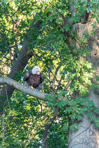 Bald eagle perched on tree branch in forest on sunny day