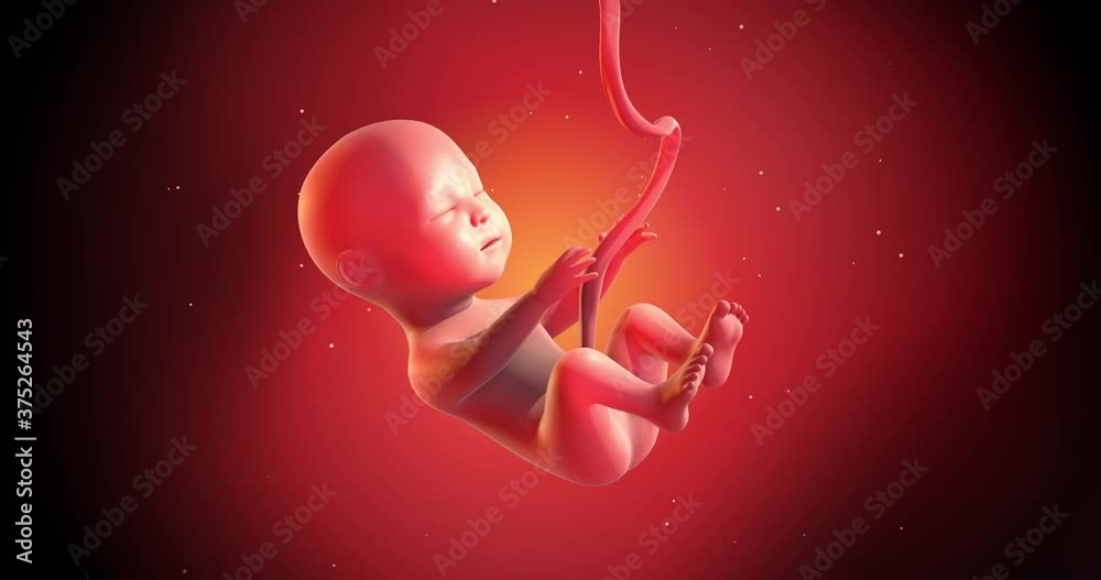 3D Human Baby Fetus CG Animation. Slowly Moving In Mother’s Womb ...