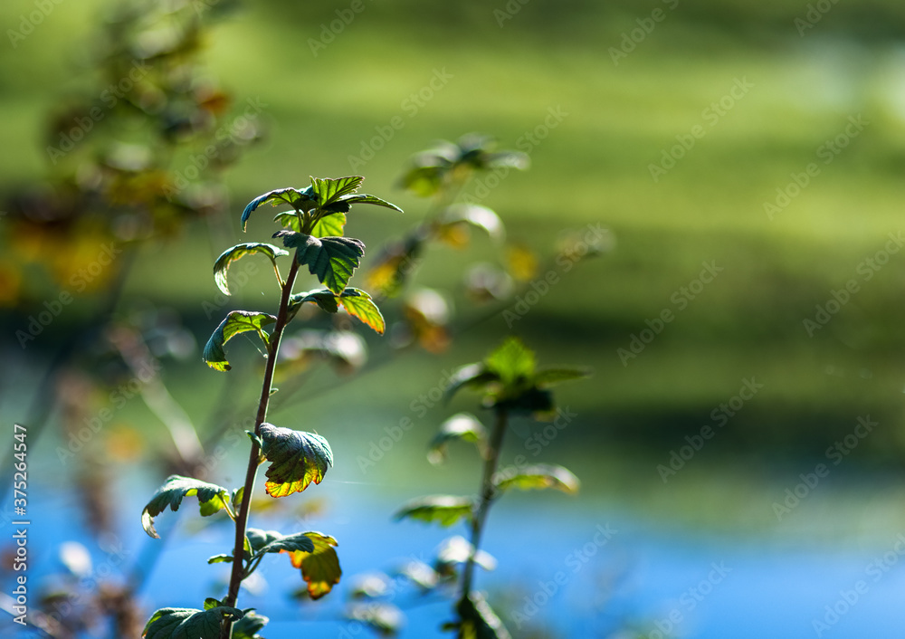 Closeup of plant light up by beautiful summer sunlight