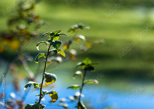 Obraz na płótnie Closeup of plant light up by beautiful summer sunlight w salonie