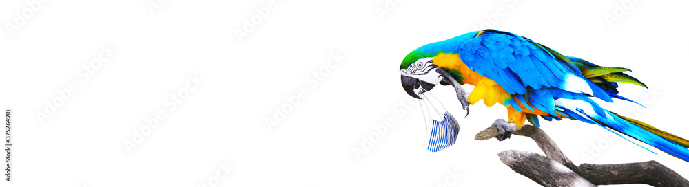 Fototapeta premium Macaw parrot with medical mask on vacation