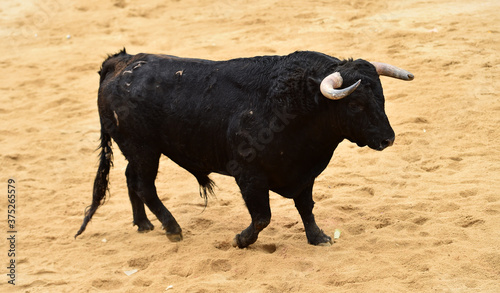 spanish black bull