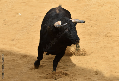 toro negro español en una plaza de toros durante un espectaculo de toreo