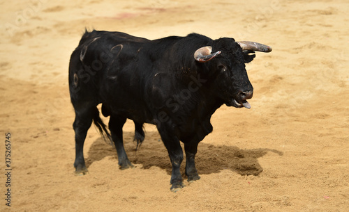 spanish black bull
