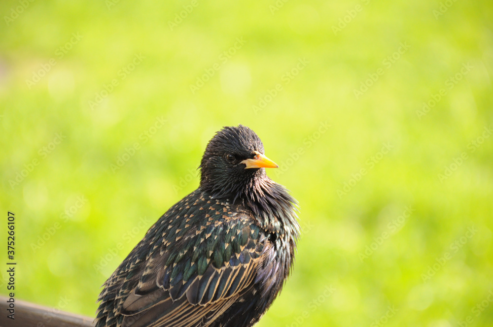 Fototapeta premium bird in the city park
