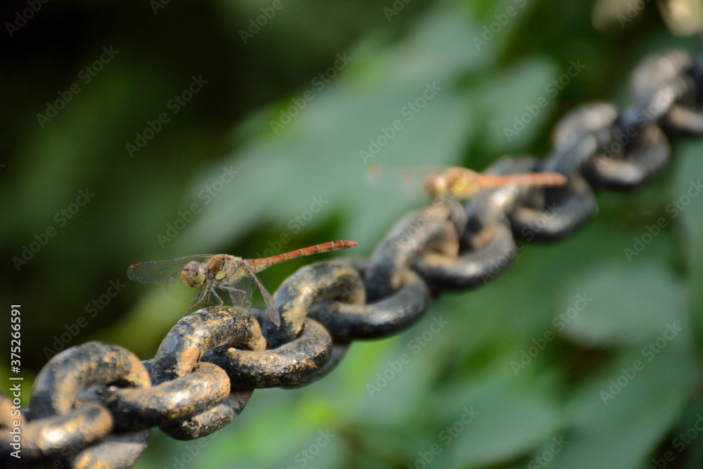 dragonfly on a metallic chain dragonfly on a metallic chain