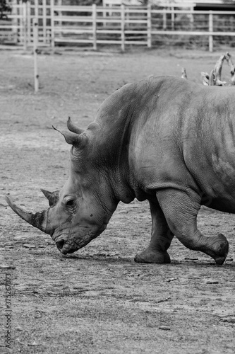 rhino in wild 
