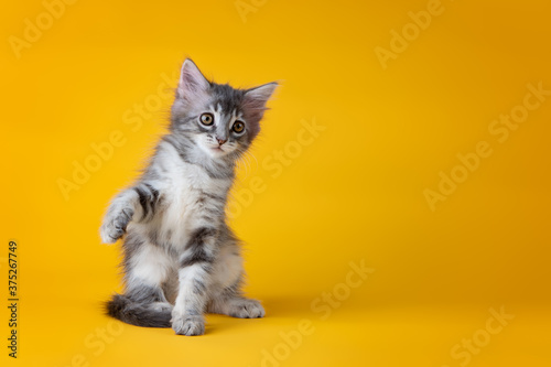 portrait of a kitten in a studio © Luiza