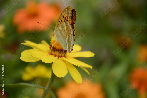 butterfly on yellow flower © Spartak