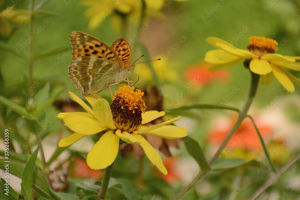 butterfly on yellow flower