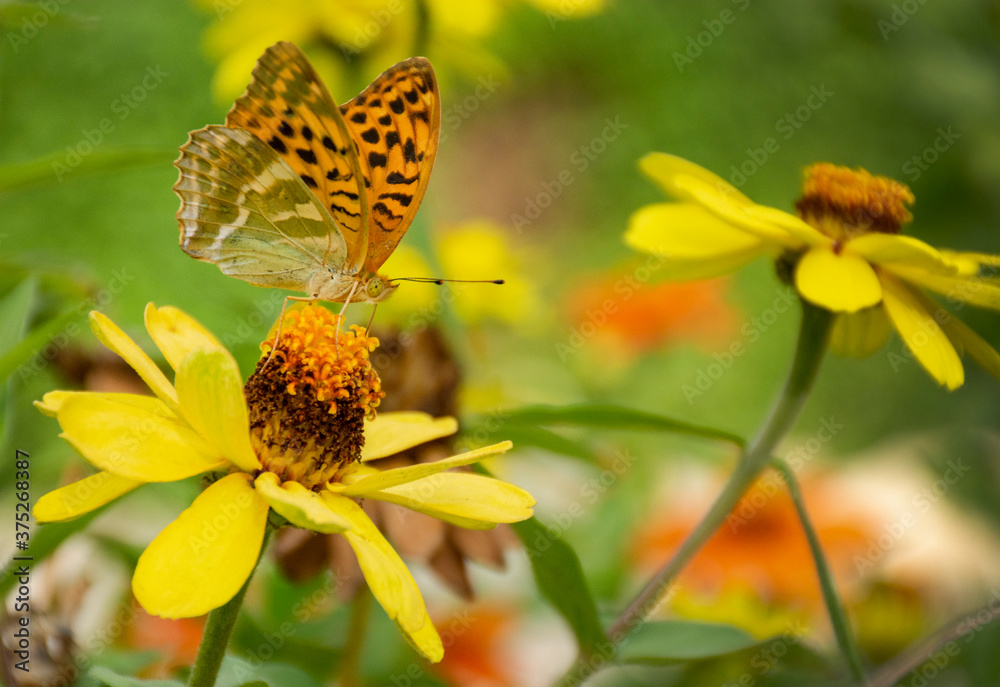 Fototapeta premium butterfly on yellow flower
