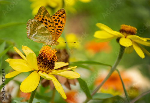 butterfly on yellow flower © Spartak