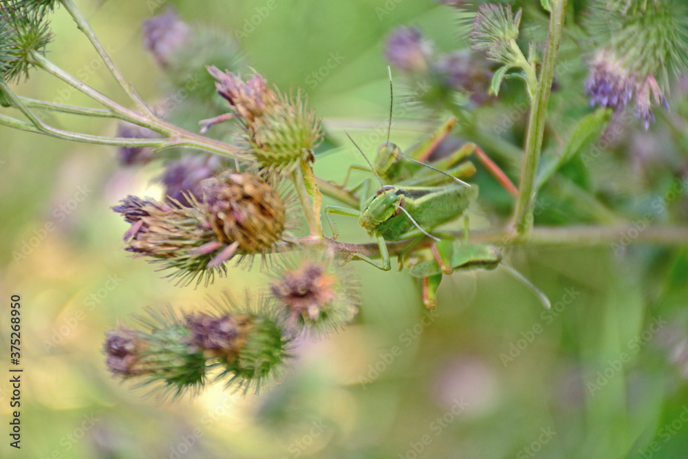 Green grasshoppers Green grasshoppers