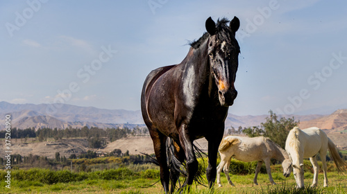 horse in the meadow © CV