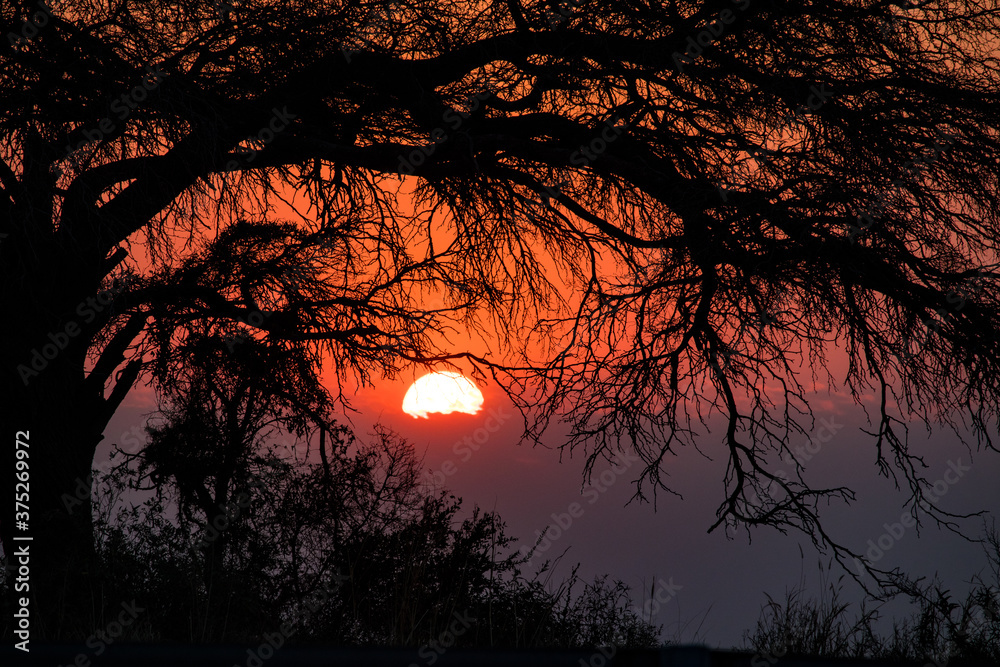 sunrise behind tree