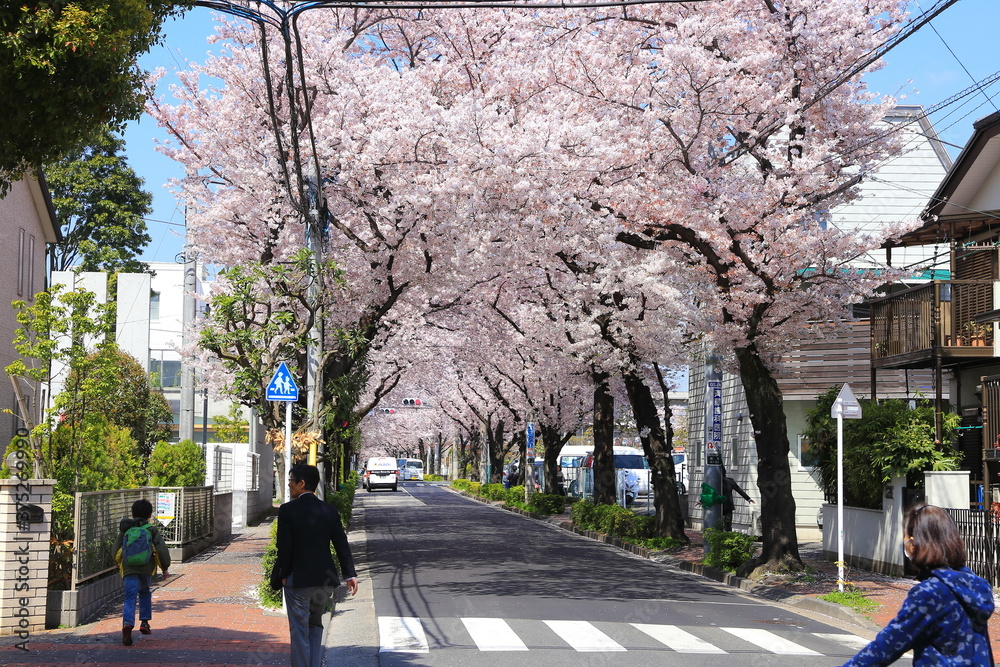 Fototapeta premium 日本の春の町並み