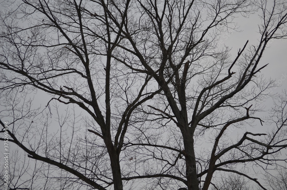 dead tree in winter dead tree in winter
