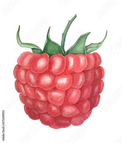 Vintage watercolor raspberry botanical illustration on a white background