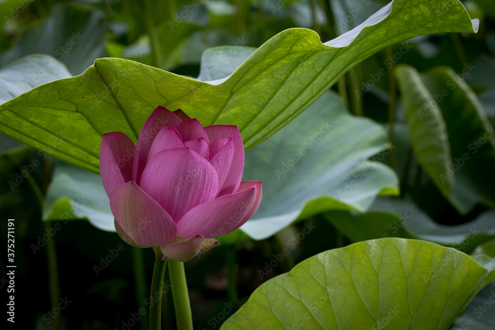 A lotus blooming in the shadow
