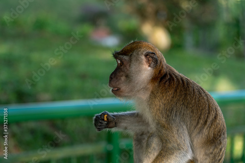 Pensive Long-tailed macaque, cercopithecine primate. Cute monkey in the wild 