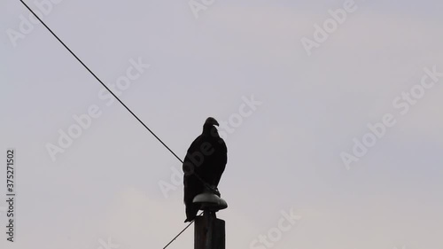 Close up isolated footage of the silhouette of a black vulture (Coragyps atratus), a native bird for Americas, perching on a telephone pole, observing around and then flying off.