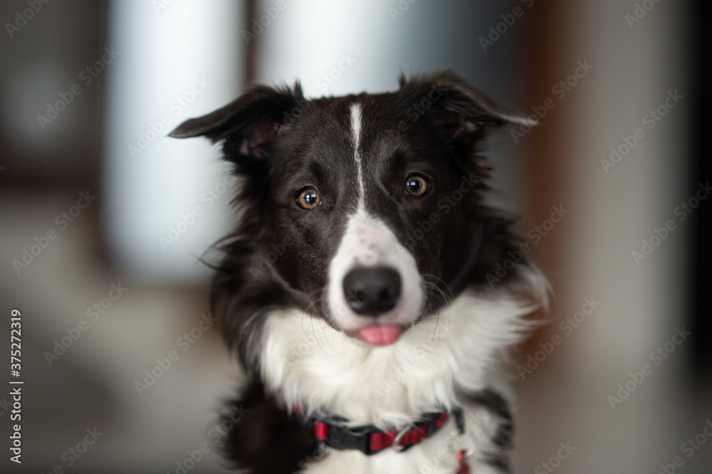 young border collie portrait in the house 