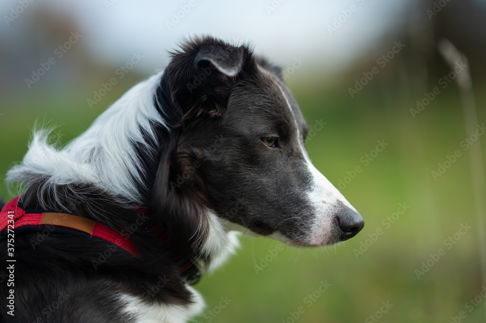 border collie dog portrait on the grass border collie dog portrait on the grass