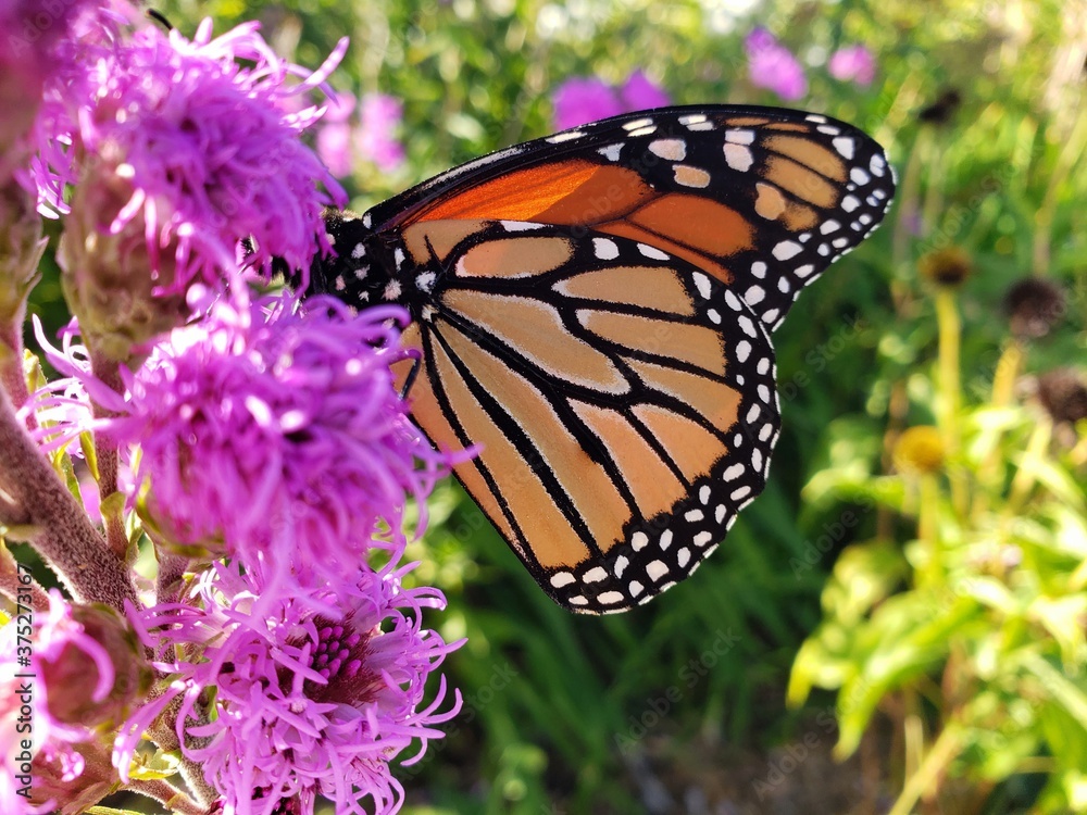 Naklejka premium butterfly on flower