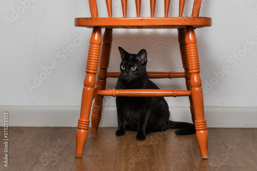 Fotografia Black kitty cat sitting underneath and orange kitchen table chair no people