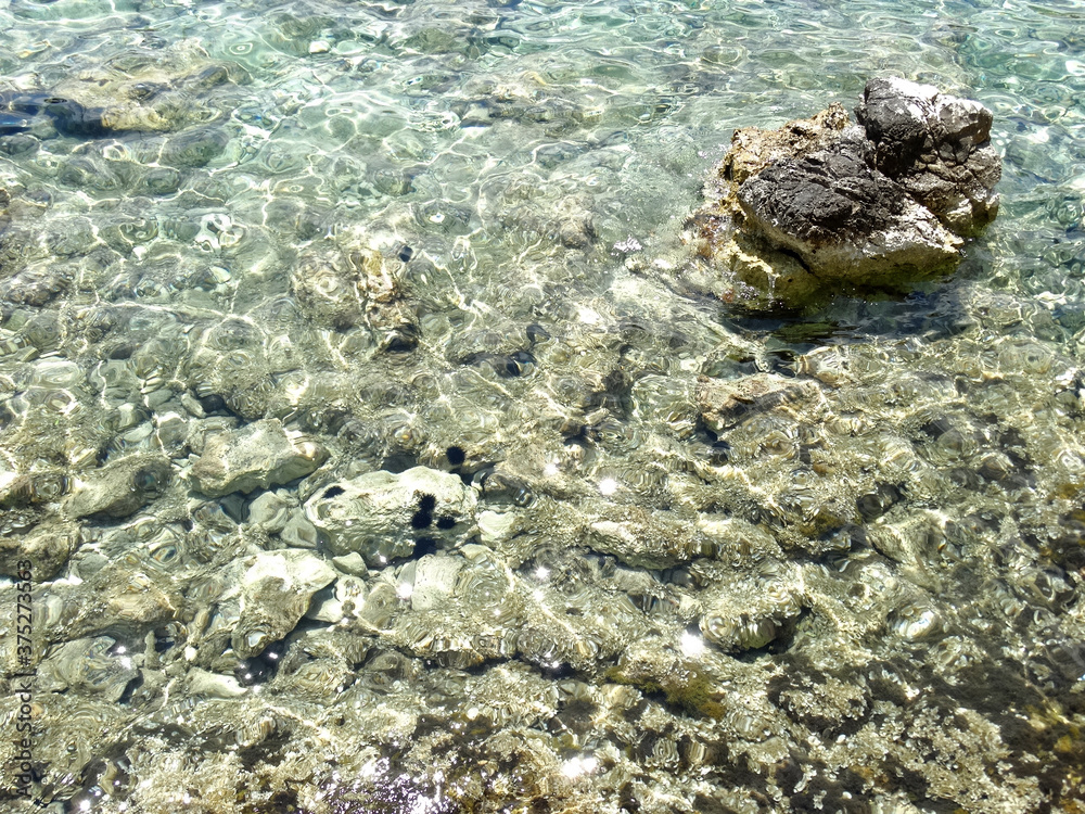 Clean water with Sea urchin under the water during summer season. Sea