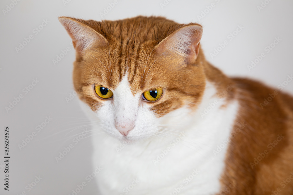 Close up of orange and white cat orange cat eyes 