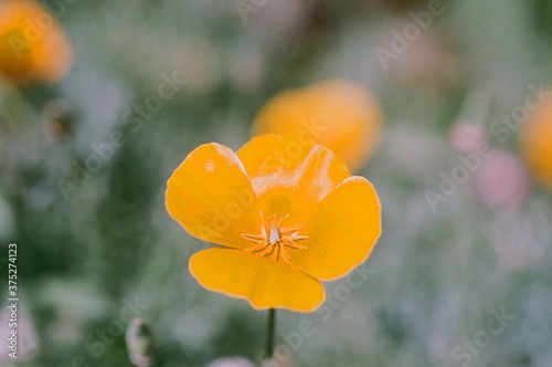 yellow flowers in the garden, taken with macro lens