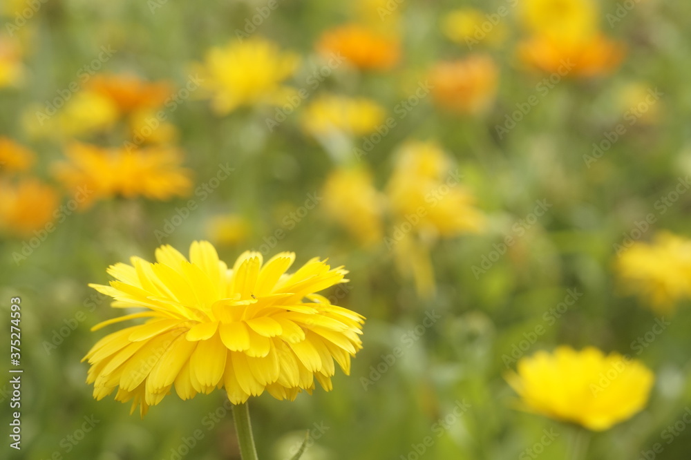Flower marigold yellow-orange. In a blurry background, a field with the same flowers. Flower marigold yellow-orange. In a blurry background, a field with the same flowers.