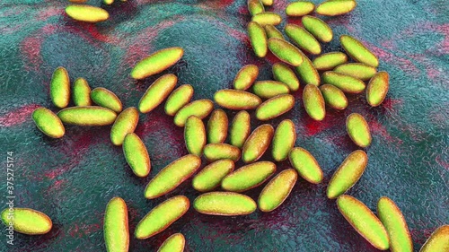 Yersinia plague bacteria, animation photo