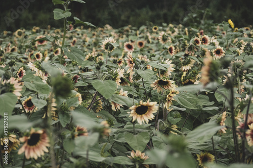 Sunflower Paradise