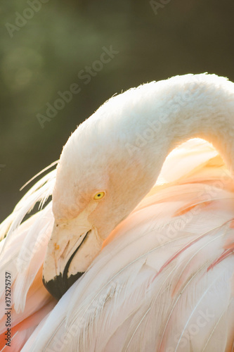 Flamingo, Chicago Zoo