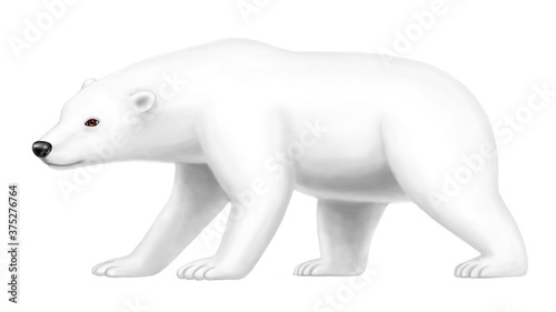 Polar bear on a white background