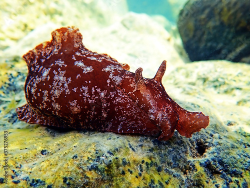 Underwater shot on large sea hare  in Mediterranean sea (Aplysia punctata) photo