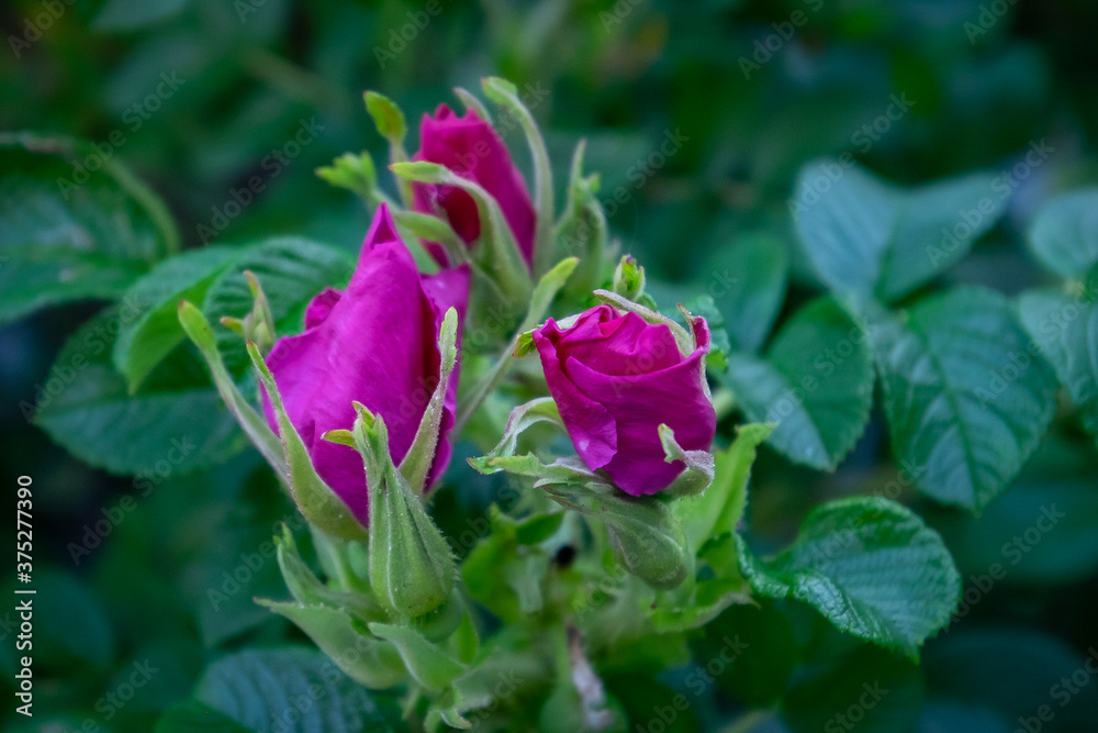 Macro of multiple small wild colorful pink roses on a shrub.  The deep pink flowers have small green leaves surrounding the petals. The buds are have their petals wrapped around each other.