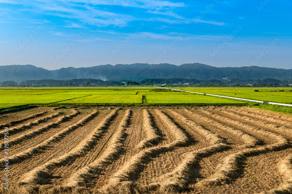 出穂期の水田と刈り取られた発酵粗飼料用稲飼料用米の乾燥