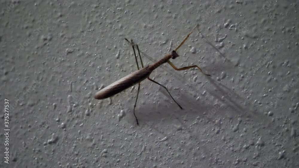 Tokyo,Japan-September 2, 2020: Close-up of a mantis on a dark wall
Tokyo,Japan-September 2, 2020: Close-up of a mantis on a dark wall