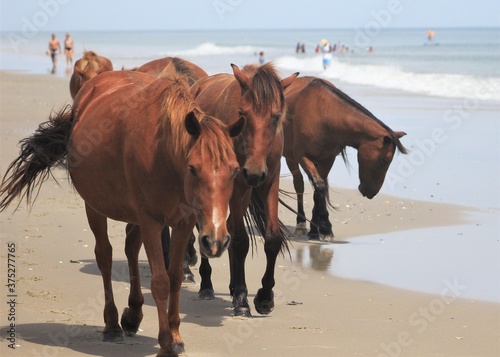 The horses of Corolla