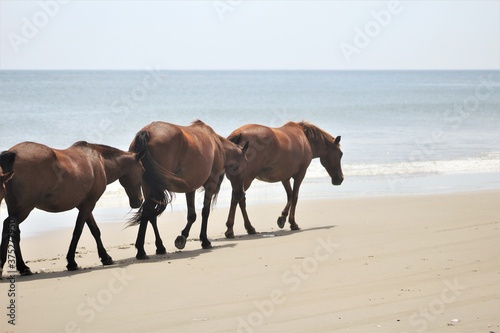The horses of Corolla