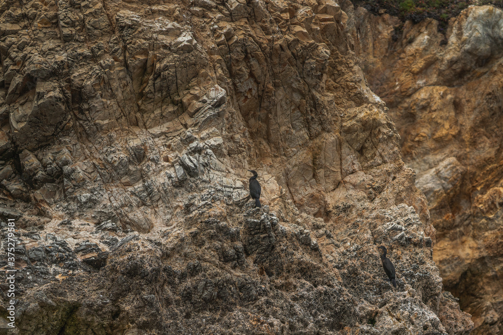 Rocky cliff and cormorants
