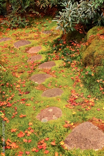 苔と落ち葉