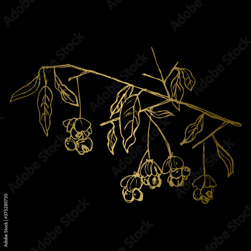 Branch of spindle tree with leaves and berries. Euonymus plant. Hand drawn linear sketch. Golden silhouette on black background.