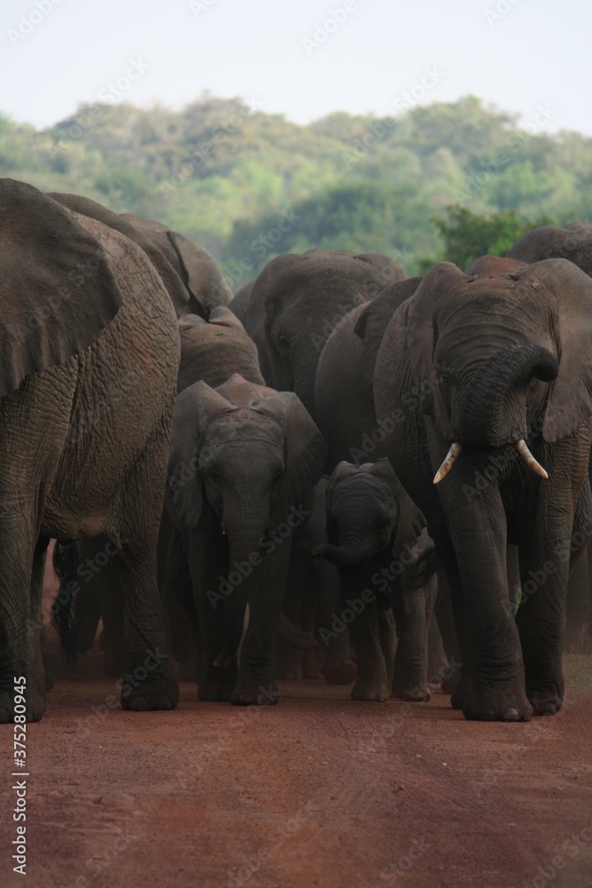 Obraz premium 象の家族